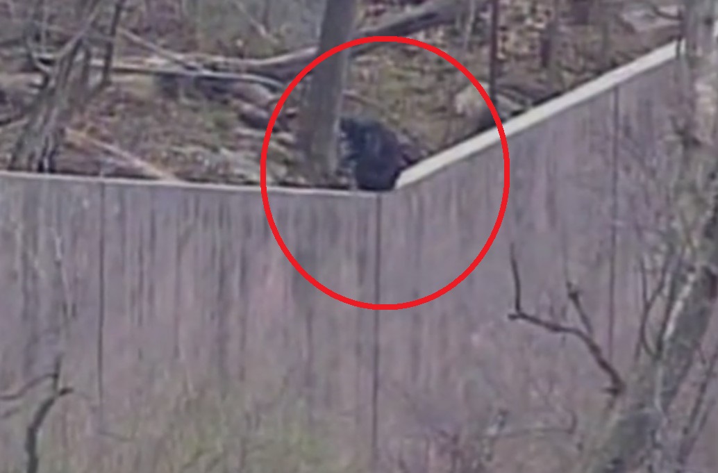 Маймуни изградиха стълба и избягаха за час от зоопарка (ВИДЕО)