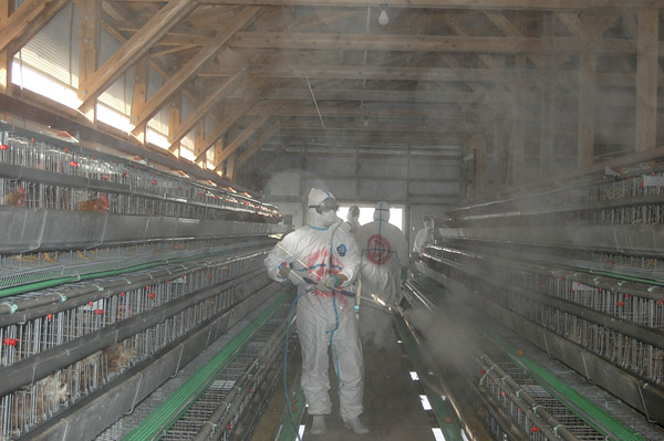 Избиха 100 000 кокошки в Япония
