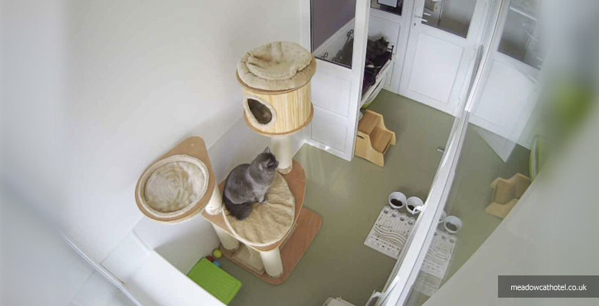 В Корнуол откриха хотел за котки