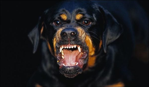 САМО В БЛИЦ: Кучета хапят ром крадец, арестуват стопанина им