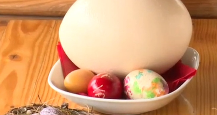Нашенци боядисват щраусови яйца за Великден
