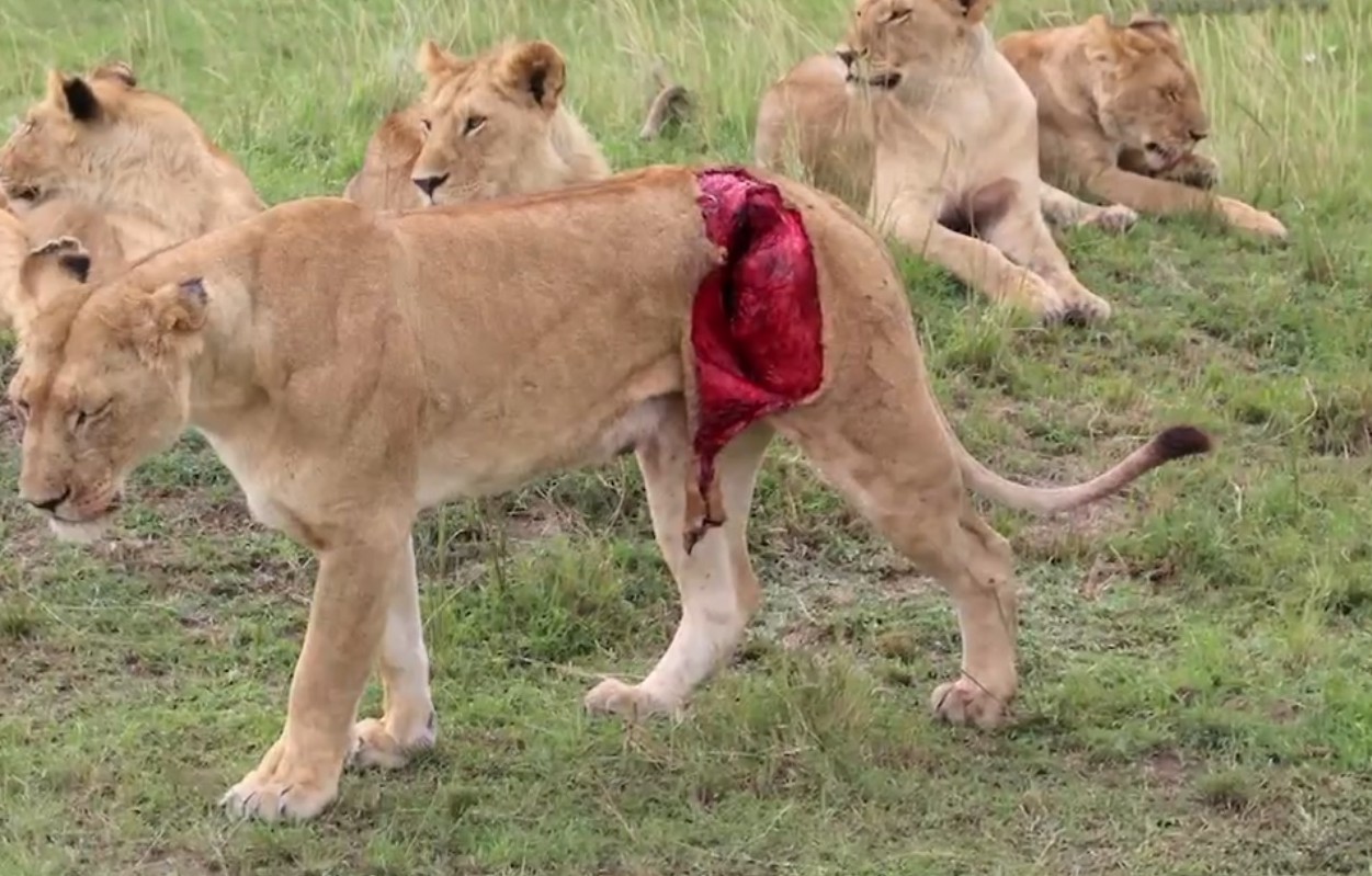 Ветеринари спасиха най-нещастната лъвица на света (ВИДЕО)