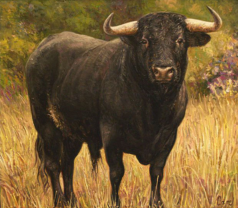 Разярен бик намушка мъж в Суходол 