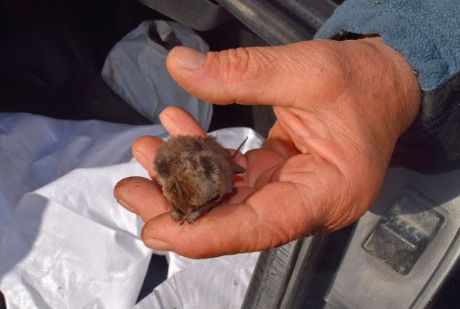 Мистериозна смърт коси дивите животни край Кърджали
