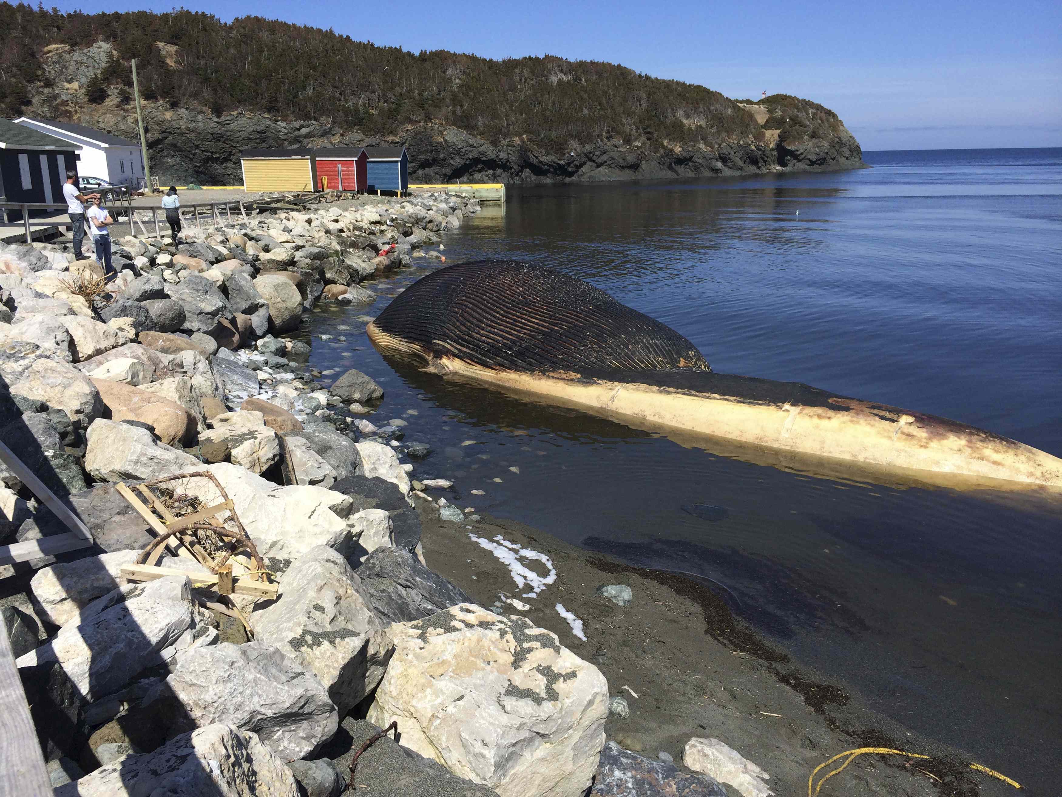 Канадски град живее в страх от кит-бомба (ВИДЕО)