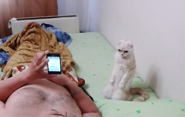 За пример: Котка се изправя на задните крака, когато чуе руския химн (ВИДЕО)