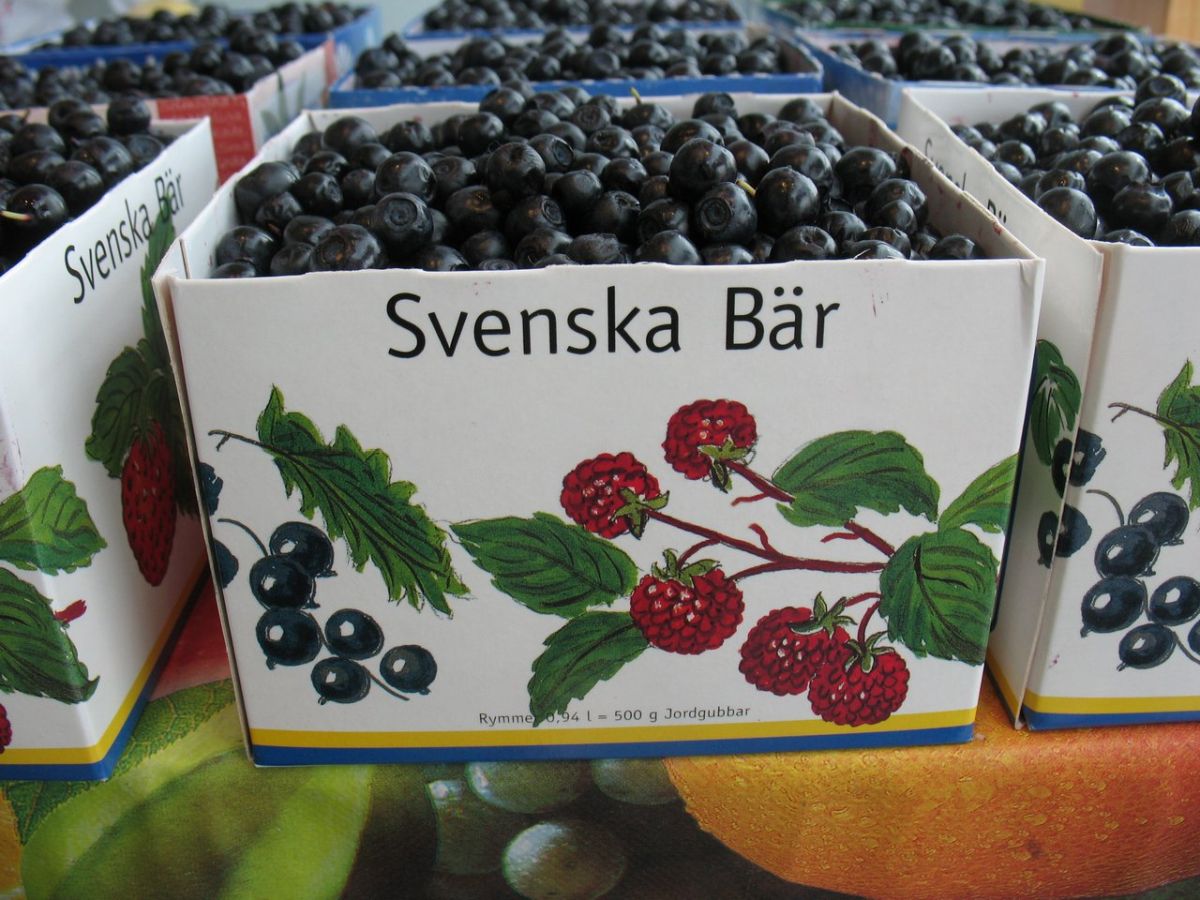 Външно: Мераклиите да берат боровинки в Швеция - само с пари за връщане