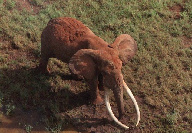 Бракониери убиха световно известния слон Сатао