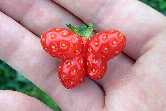Това ягода от Доспат ли е или мутант