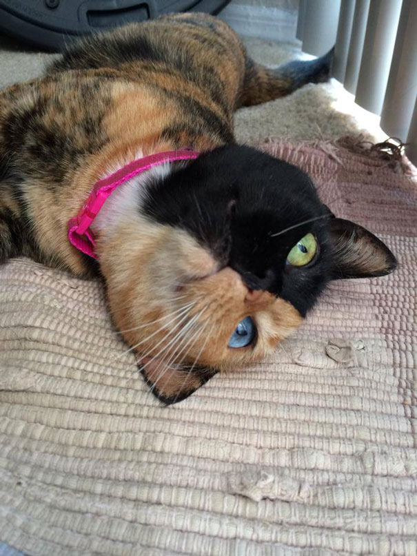 Котка химера с две лица смая света (СНИМКИ/ВИДЕО)