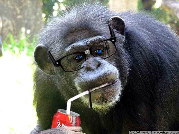 Учени: Шимпанзетата водят сложни разговори!