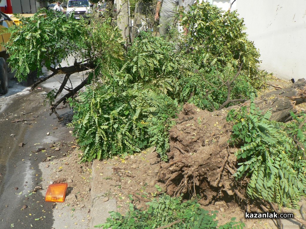Пиян шофьор изтръгна дърво и бутна стълб до детска градина (СНИМКИ И ВИДЕО)