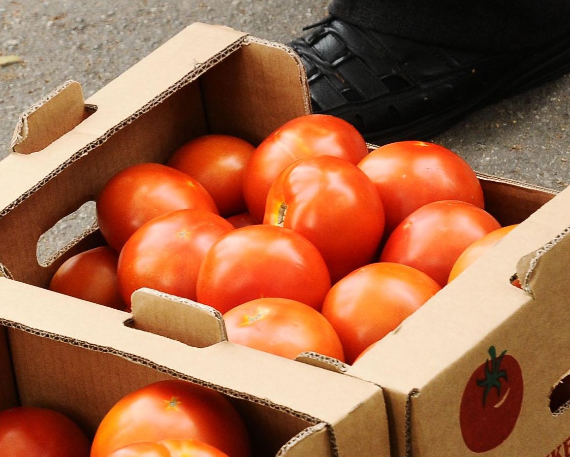 Оставаме без &quot;Шопска&quot; - мана съсипа доматите 