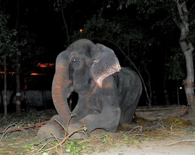 Слонът Раджу се разплака след края на 50-годишното си робство (СНИМКИ)