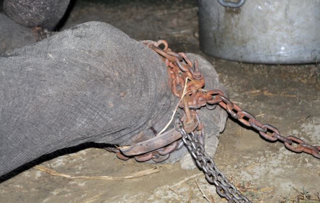 Слонът Раджу се разплака след края на 50-годишното си робство (СНИМКИ)
