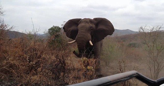 Слон се опита да стъпче ужасени туристи по време на сафари (ВИДЕО)
