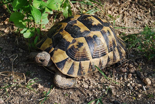 8 месеца пробация за убийство на костенурка от защитен вид