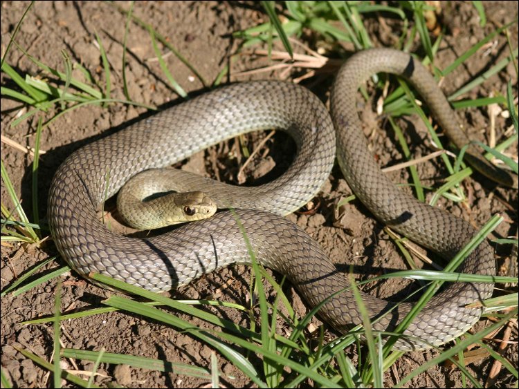Змия вдигна под тревога блок в пернишкия квартал „Тева”