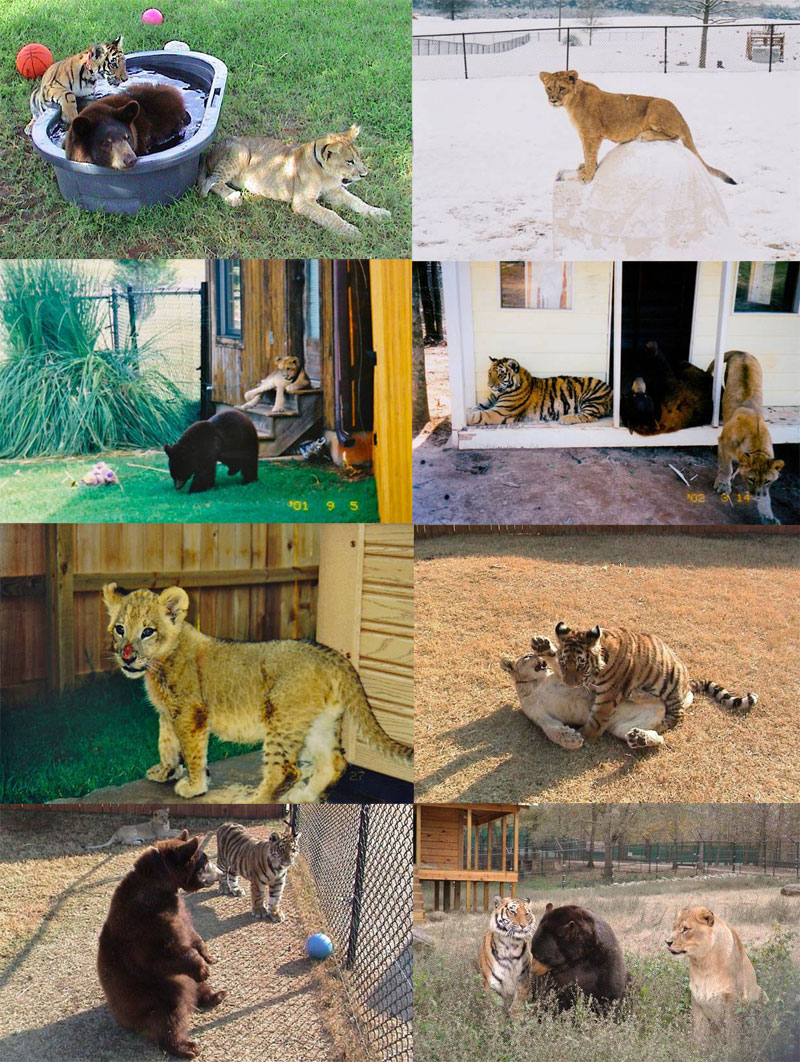 Невероятното приятелство между лъв, тигър и мечка