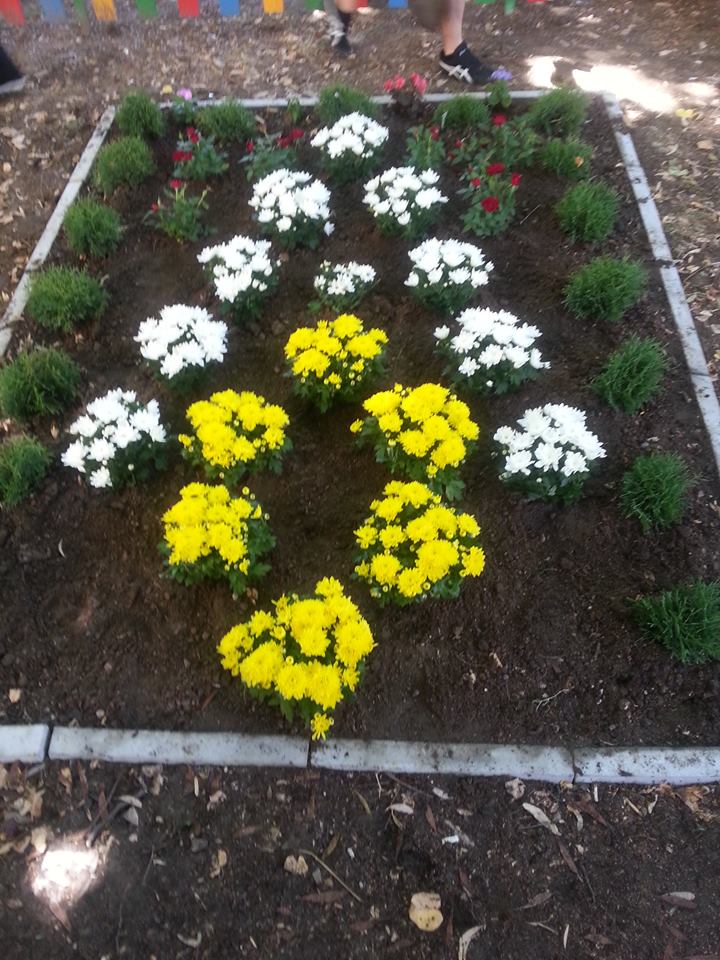 Засадиха градинка с хризантеми в памет на Паоло