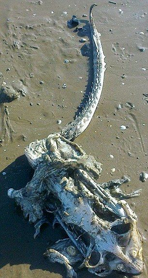 Семейство откри останки на морско чудовище на плаж (СНИМКИ)