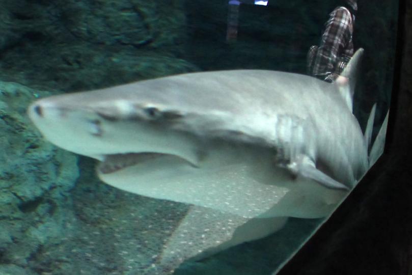 Пиян американец се гмурна в аквариум с акули, арестуваха го