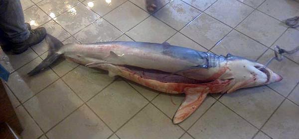 Рибар от Кърджали хвана акула