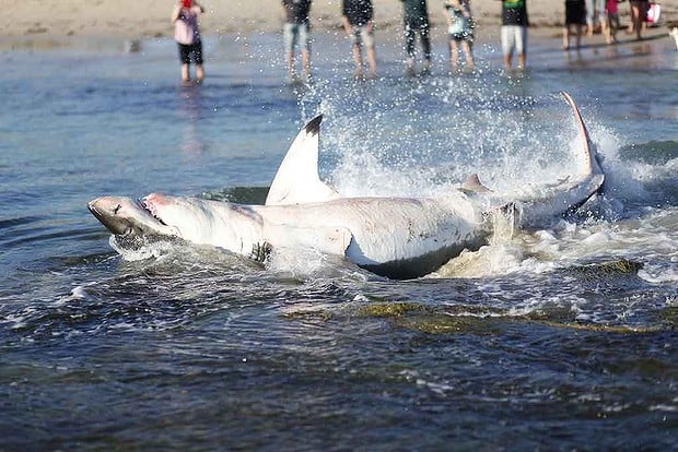 УНИКАЛНО ВИДЕО: Бяла акула се задави с морски лъв, умря в конвулсии край брега!