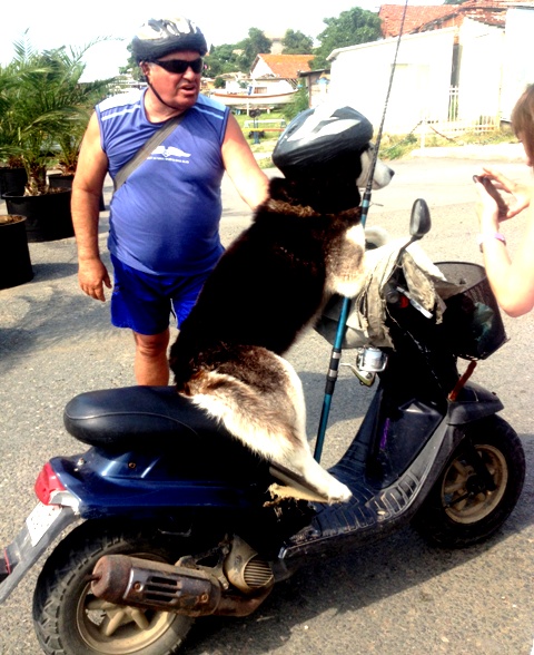 Уникално: Пловдивско куче шофира по-добре от жените! (СНИМКИ)
