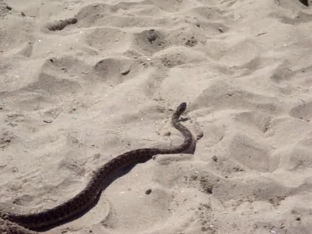 След потопа: Змии плъзнаха на плажа в Приморско!