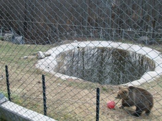 Инфаркт уби мечка след преглед в София