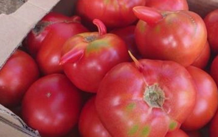 Ето как мутира българският домат от пороите (СНИМКИ)