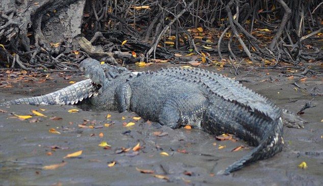 Канибализъм: Крокодил погълна друг крокодил (СНИМКИ)