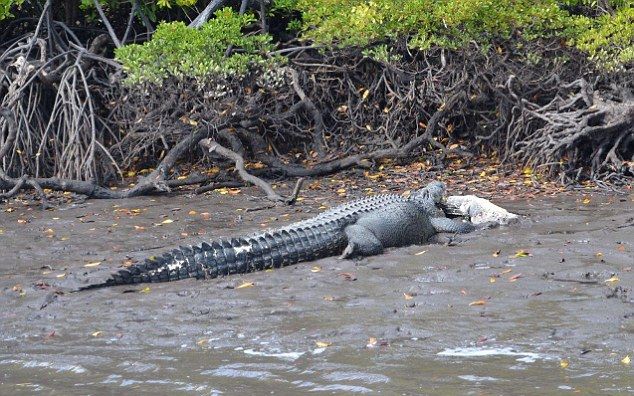 Канибализъм: Крокодил погълна друг крокодил (СНИМКИ)