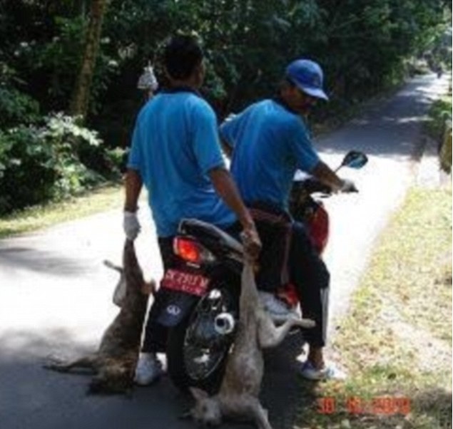 Зверско избиване на кучета на Бали скандализира света (ВИДЕО 18+)