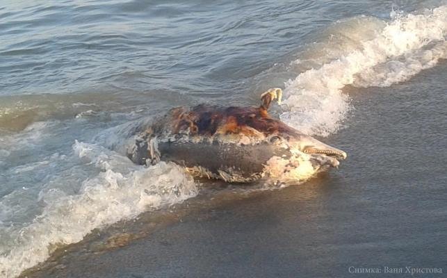 Морето изхвърли прободен делфин край &quot;Дюни&quot;