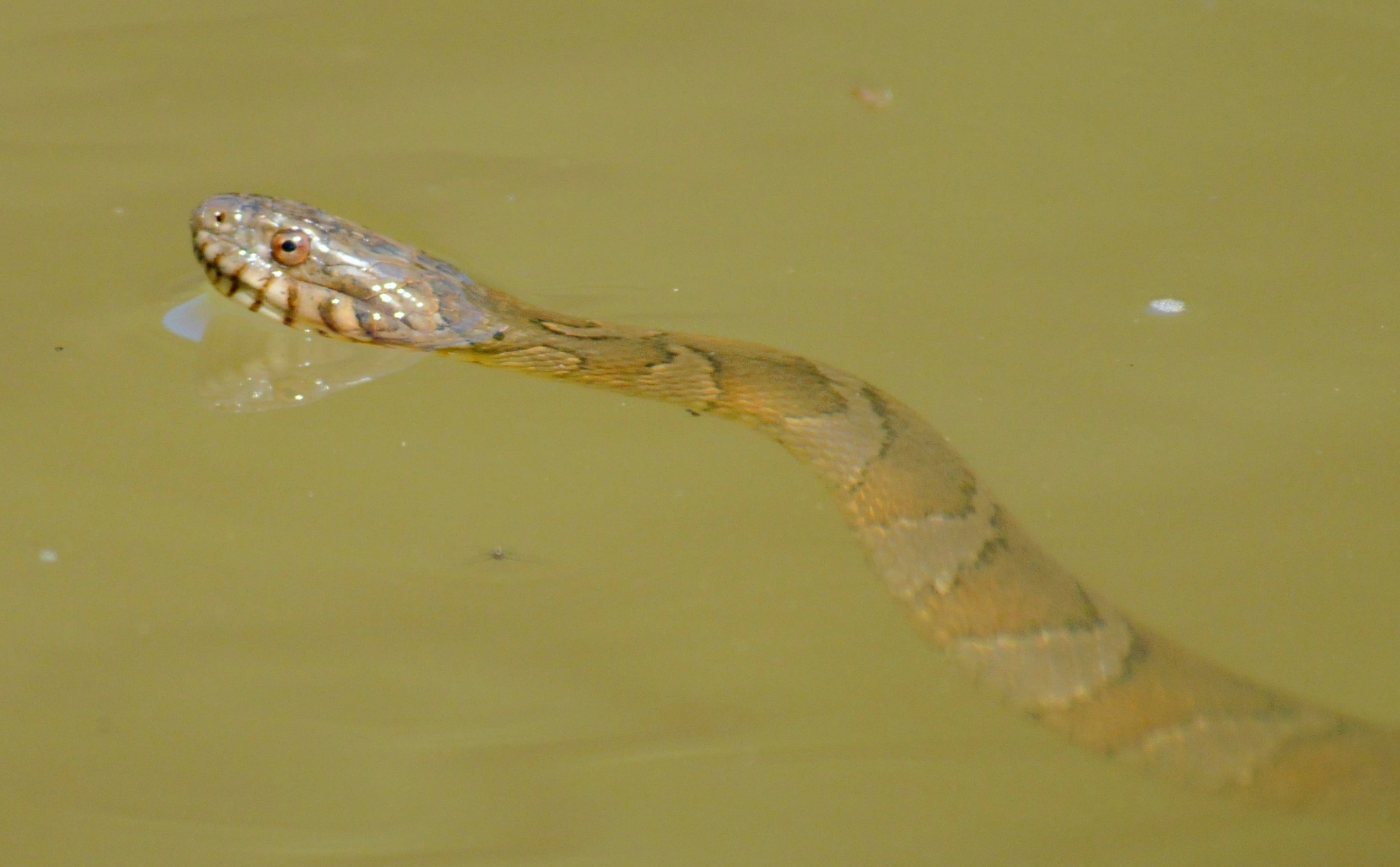 Родители в паника: Змия плува в детски басейн