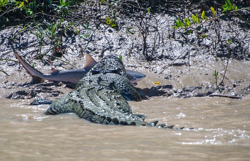 Челюсти си намери майстора: Крокодил изяде акула  