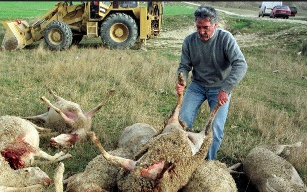 Над 2000 умрели животни разнасят воня и зарази в Ивайловградско!