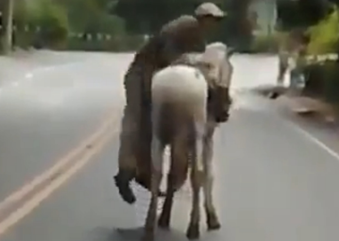 Вижте как пиян ром се опитва да се качи на кон! (ВИДЕО)