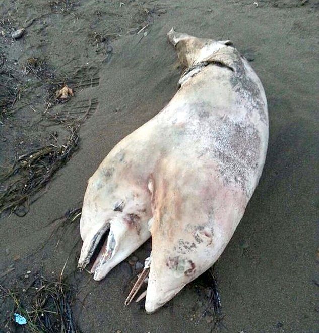 Морските вълни изхвърлиха труп на двуглав делфин 