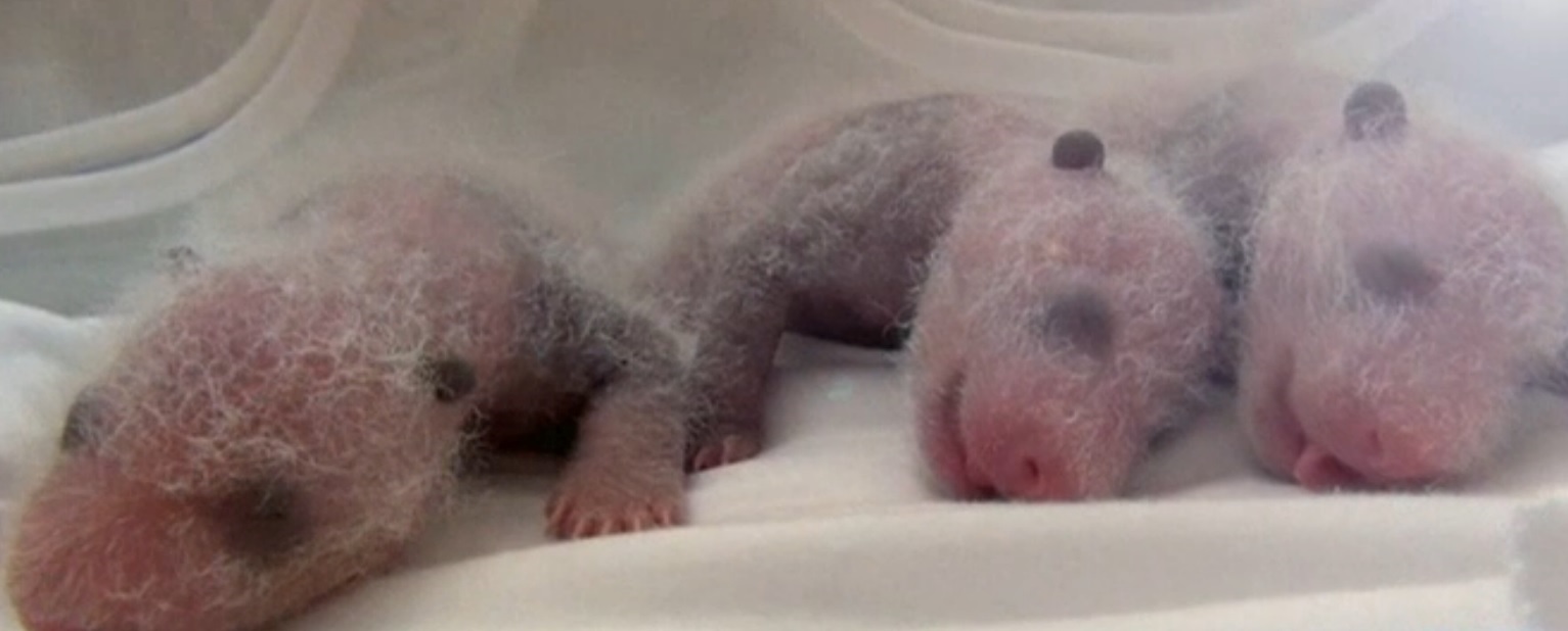 Панда роди тризнаци в китайски зоопарк
