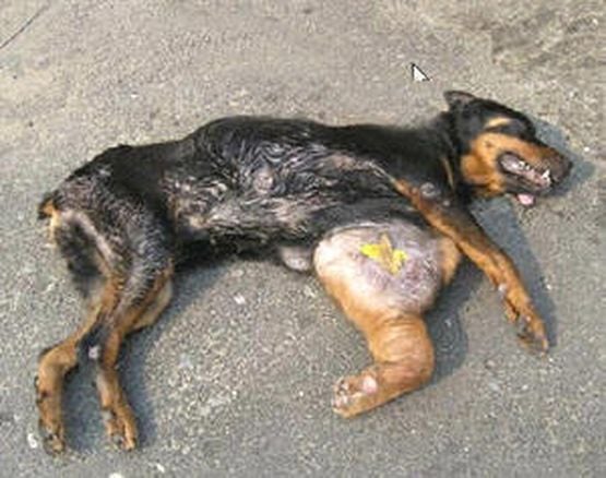 Шокиращо: Цигани вързаха куче за кола и го влачиха, докато умре! (18+)
