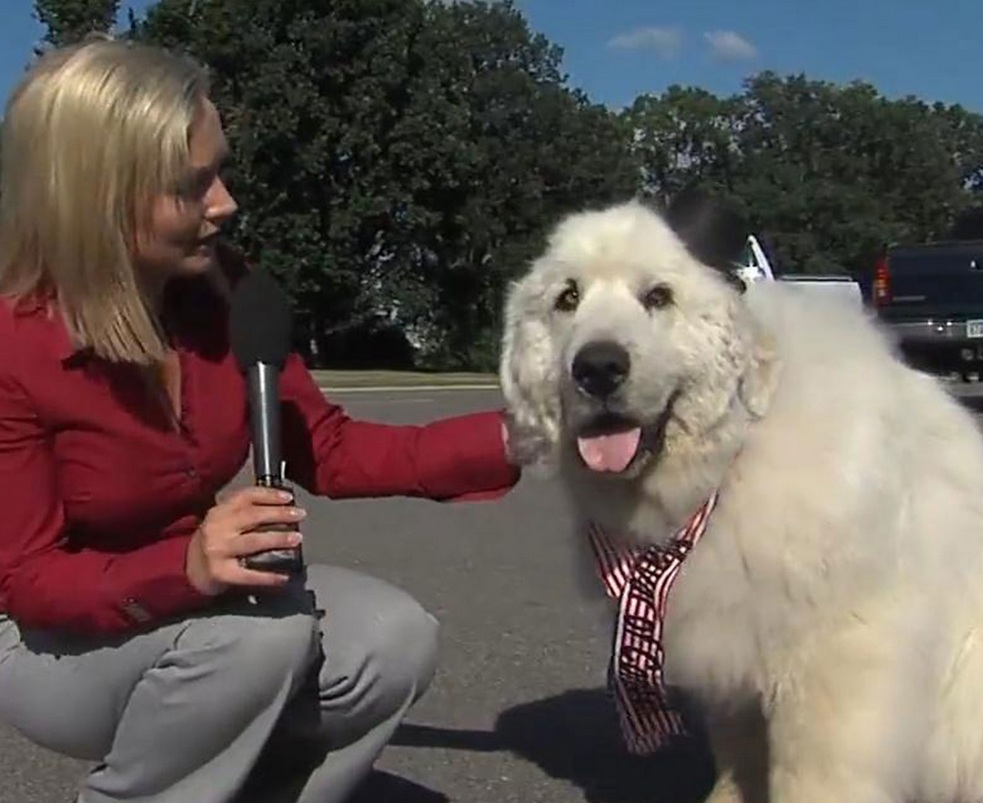 Куче стана кмет в Минесота (ВИДЕО)