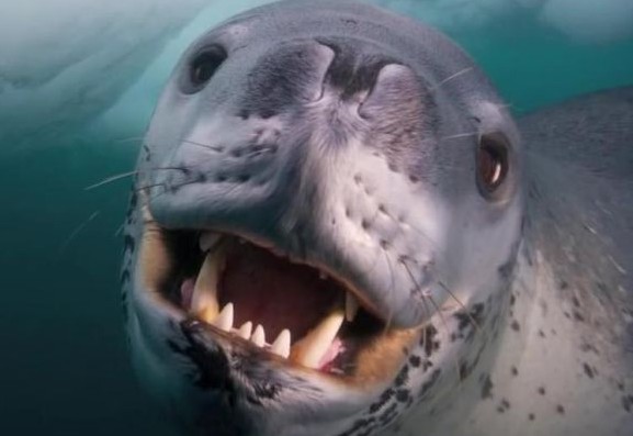 Уникален сблъсък между фотограф и леопардов тюлен (ВИДЕО)