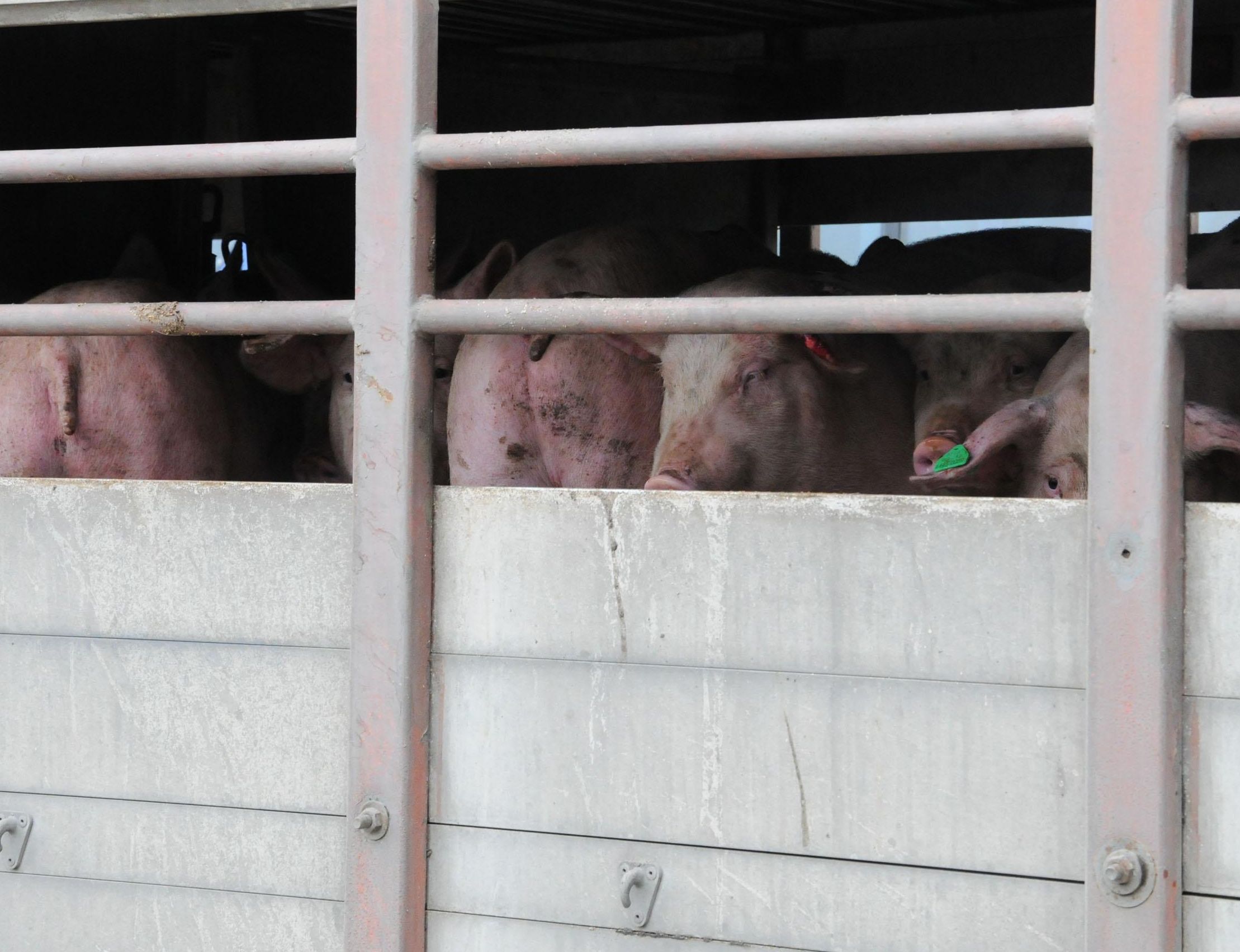 362 животновъди подписаха да се отнасят хуманно с птици и свине