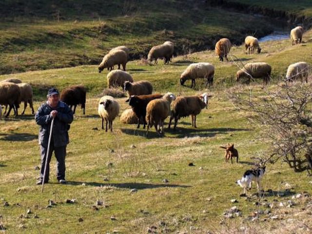 Пастири се млатят с тояги