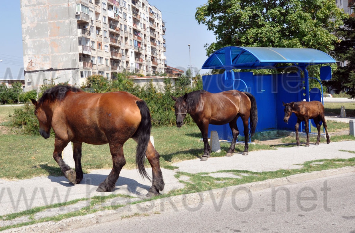Безпризорни коне скитат из Хасково (СНИМКИ)