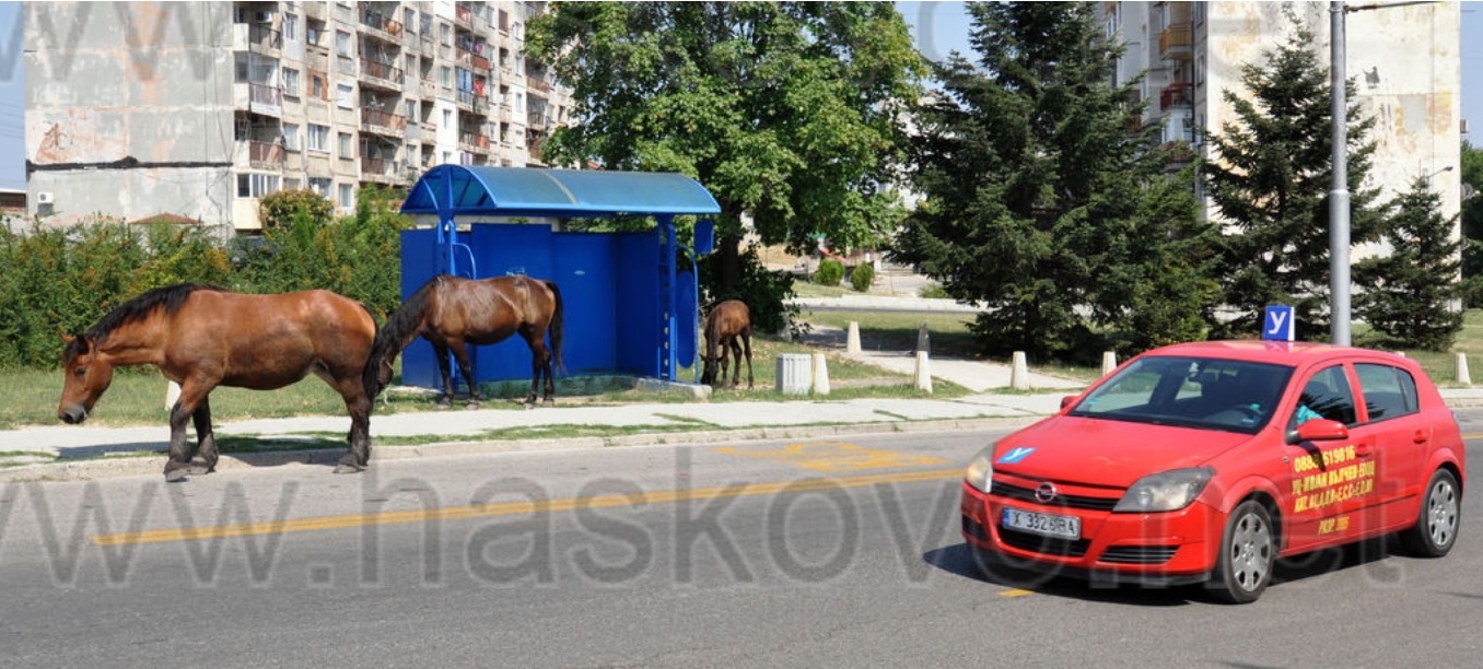 Безпризорни коне скитат из Хасково (СНИМКИ)