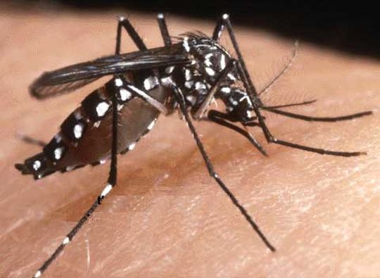 Откриха смъртоносния тигров комар в Бургас